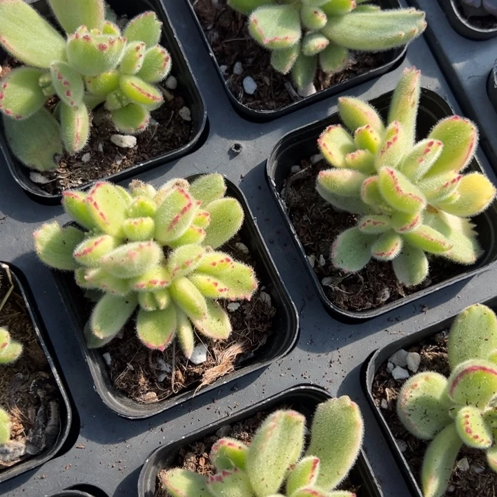 白熊一颗量拍多肉满20包邮下午发