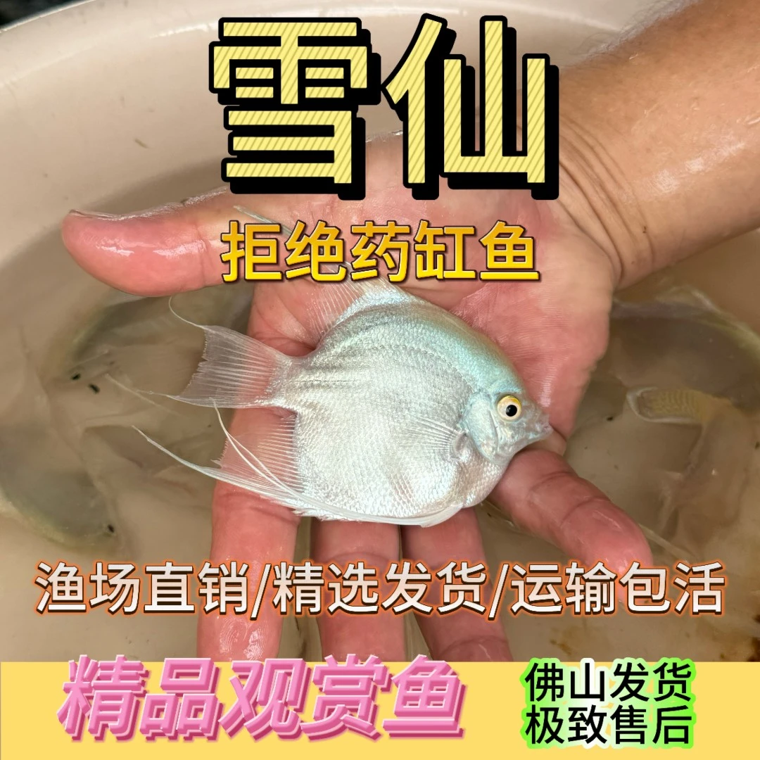 【新店大促】神仙鱼雪仙观赏鱼活体好养活水族饲养入门级