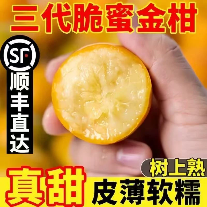【自家果园顺丰】广西融安脆蜜三代金桔当季现摘爆甜鲜果绵密多汁