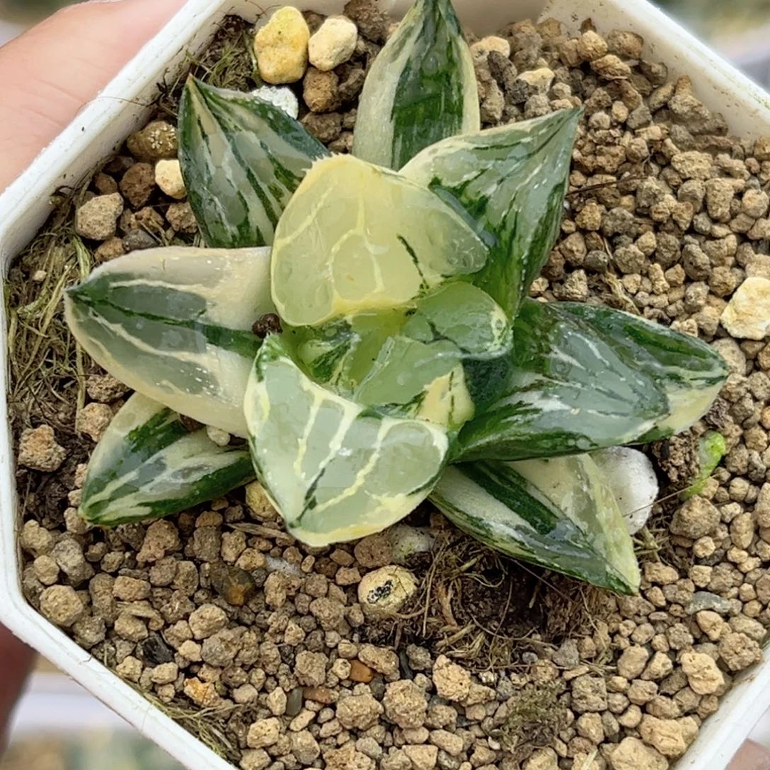 97莫迪卡锦福利专场