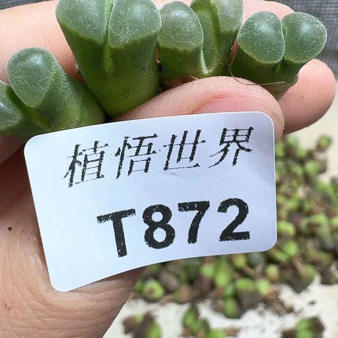 多肉植物的润泽额f
