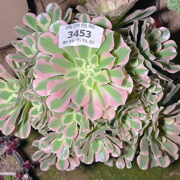 3453白凤多肉植物