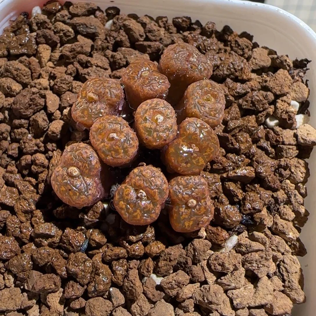 肉锥多肉植物组合-勋章1321