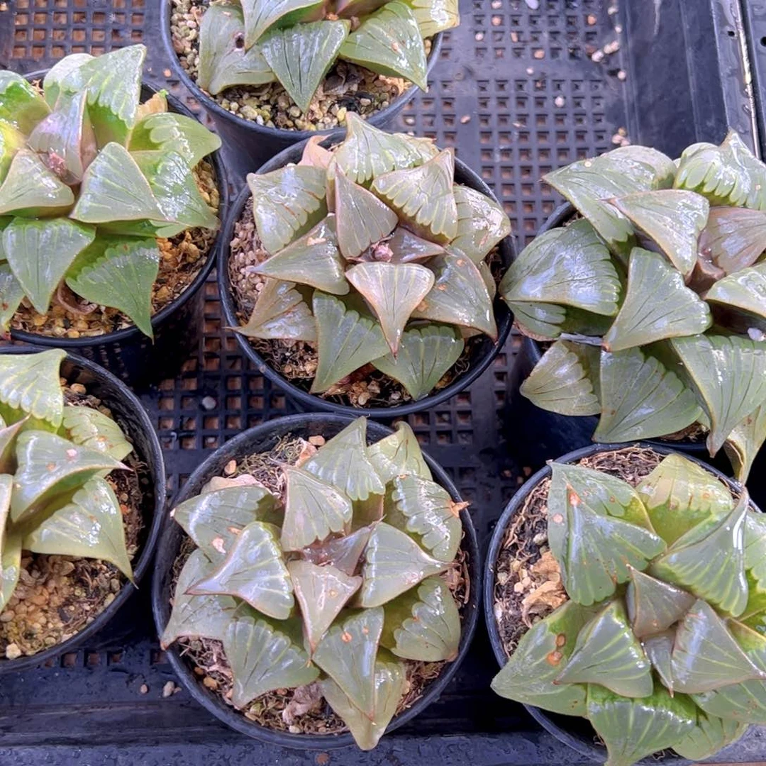 瑕疵媚凤万象盆玉露多肉一颗