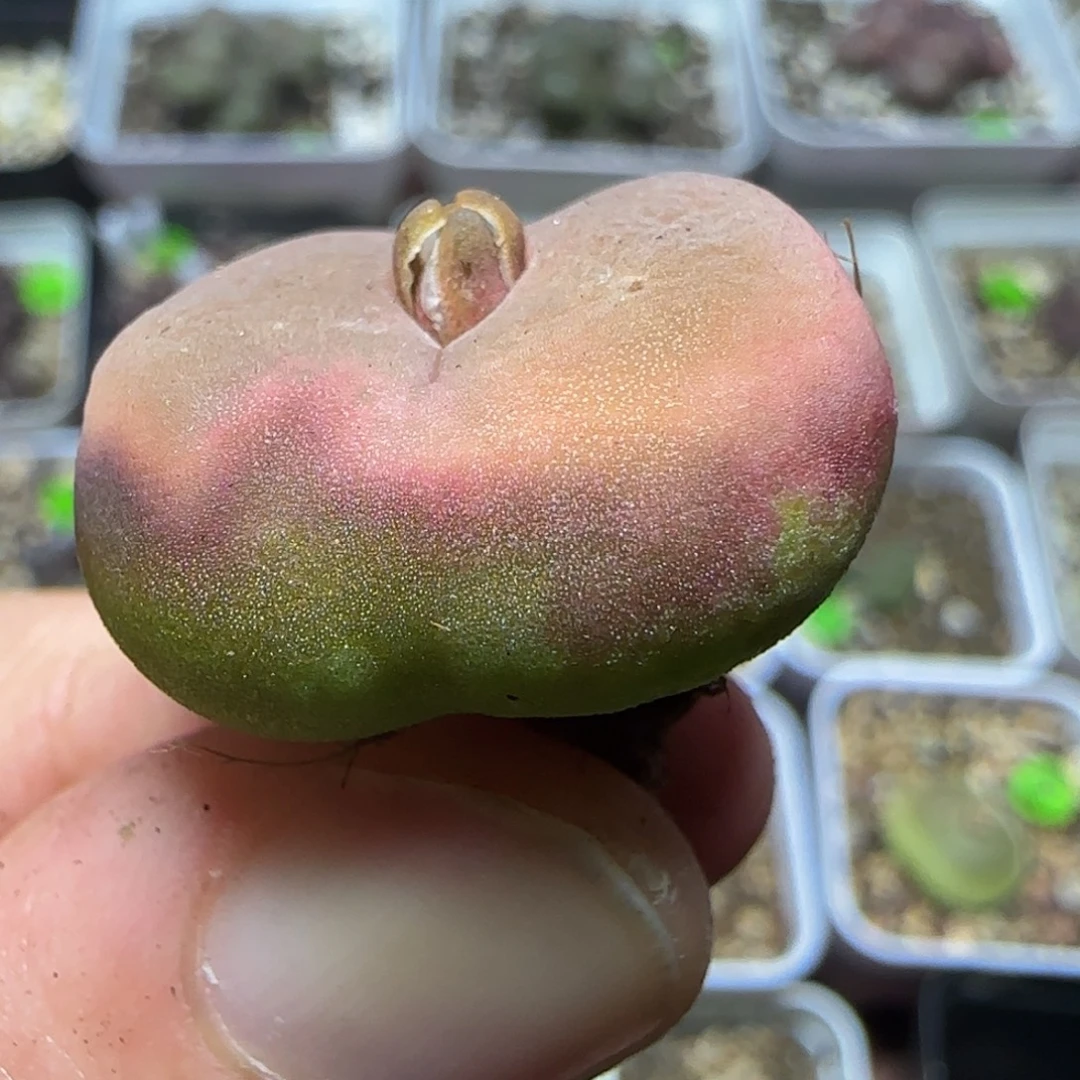 2.4漂亮多肉植物265