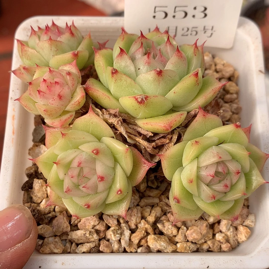 【闪购商品】云553号麦秆