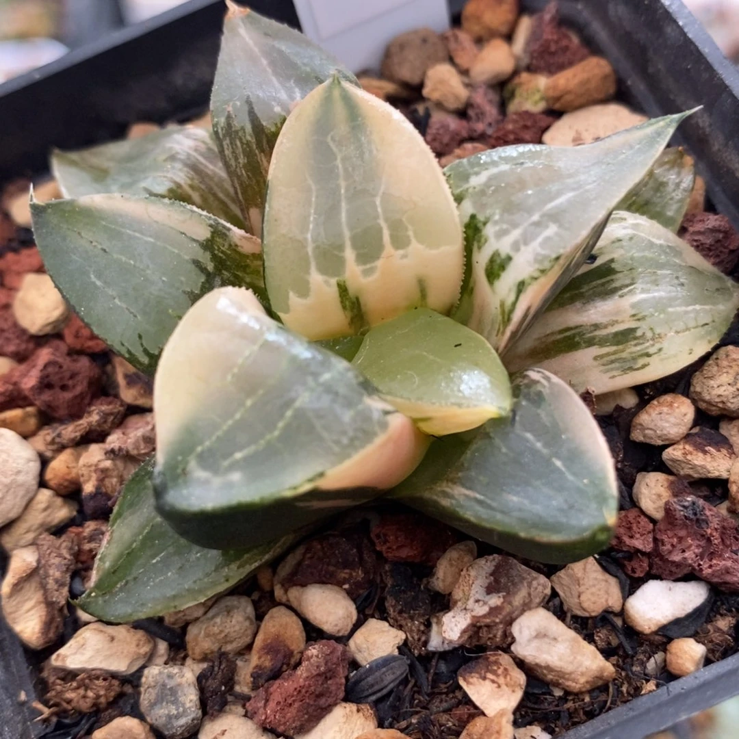 319龙喜锦一物一拍