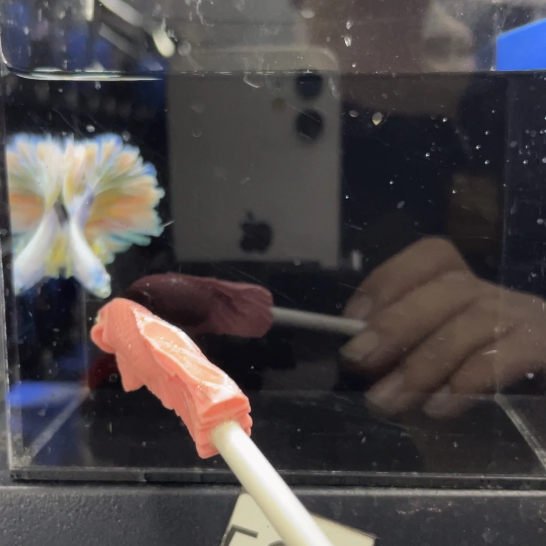 斗鱼芒果慕斯婚纱529