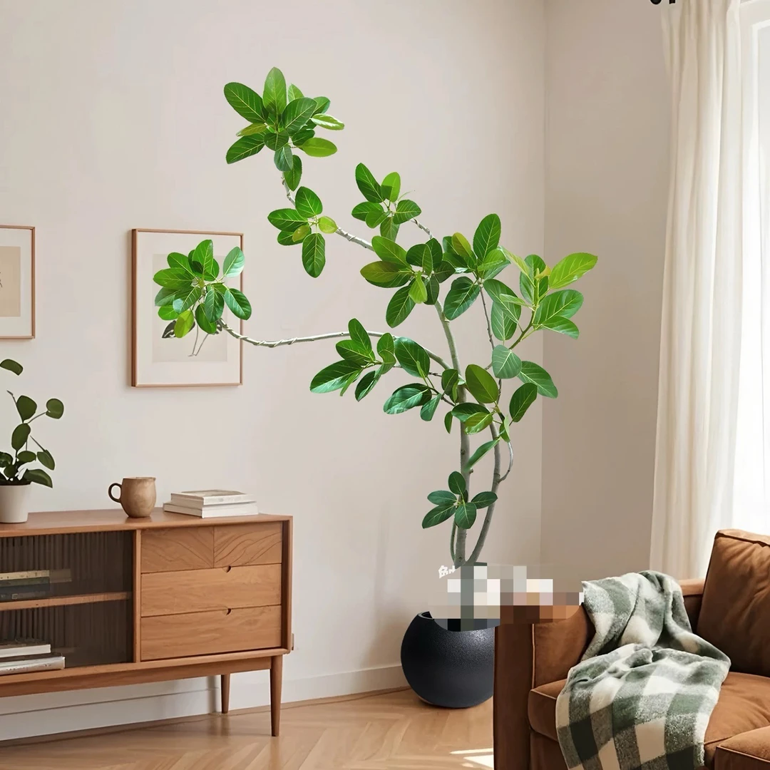 高山榕绿叶橡皮树大型盆栽客厅摆放老桩孟加拉榕树