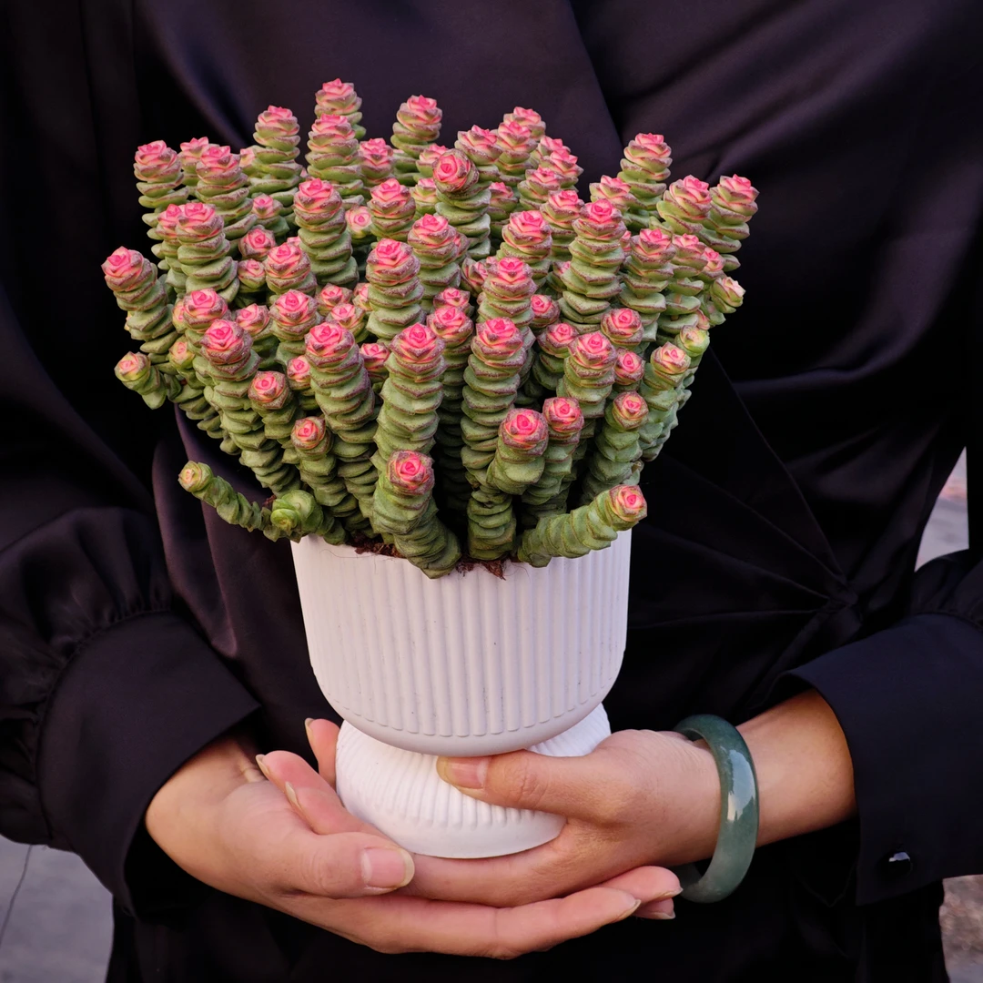 钱多多中号50-60个头起发ZQ 书含多肉好看好养新手闭眼入一单包邮