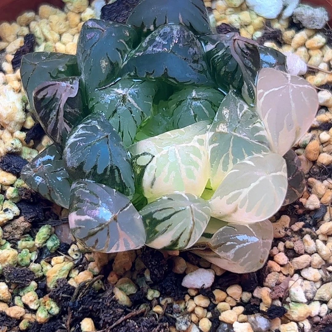 水晶灯锦十二卷十二