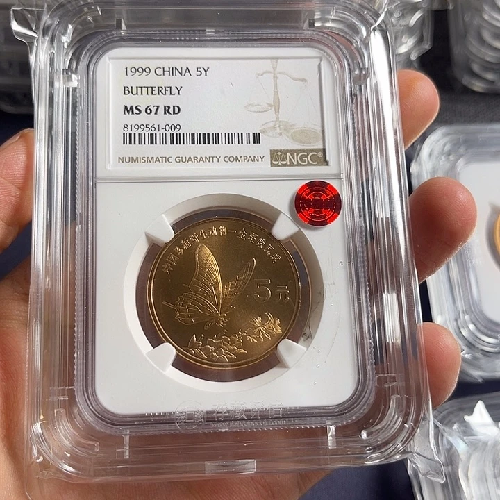 其他普通金属隔***叔金斑喙凤蝶009