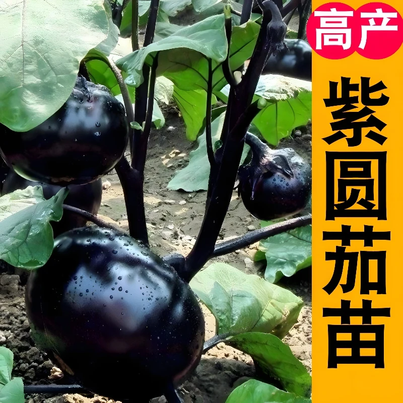 紫黑圆茄子秧苗早熟圆茄苗四季蔬菜苗庭院种植