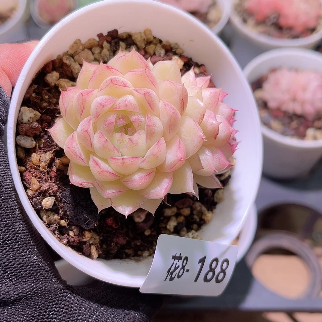 花08-188女王双头