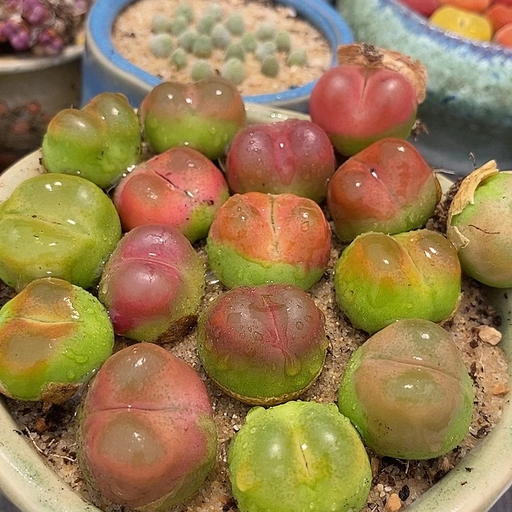 11519大母本o泡一颗