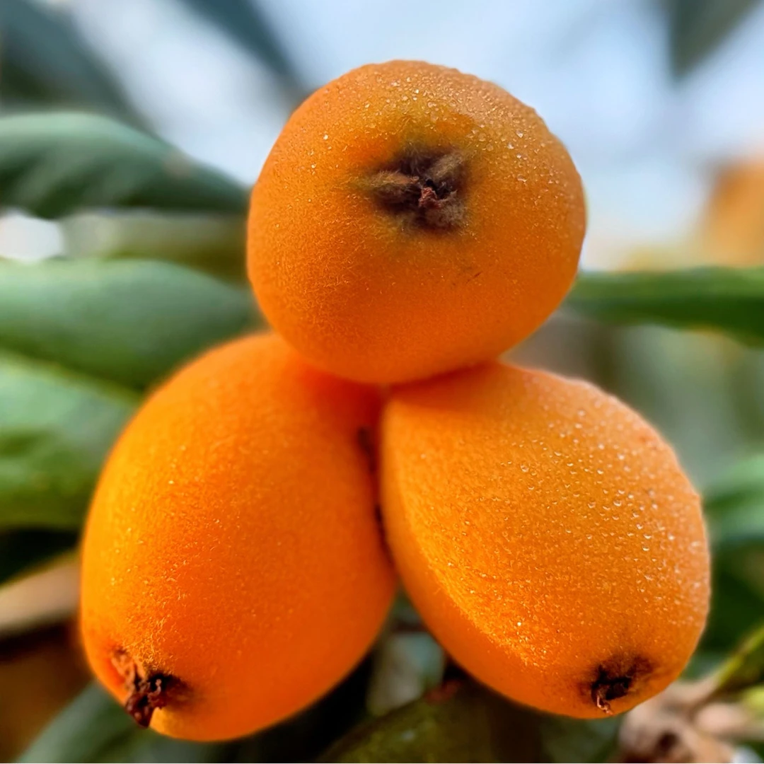 【老爸精选】中大果玉环黄沙枇杷新鲜采摘甜枇杷