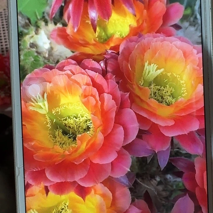 大满贯带根高10公分毛花柱
