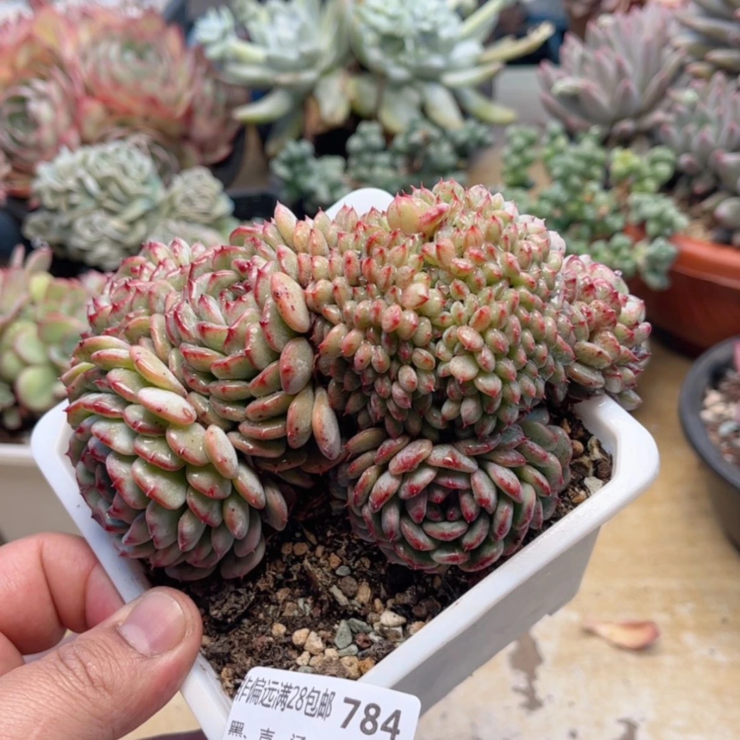 【闪购商品】784白胖子缀