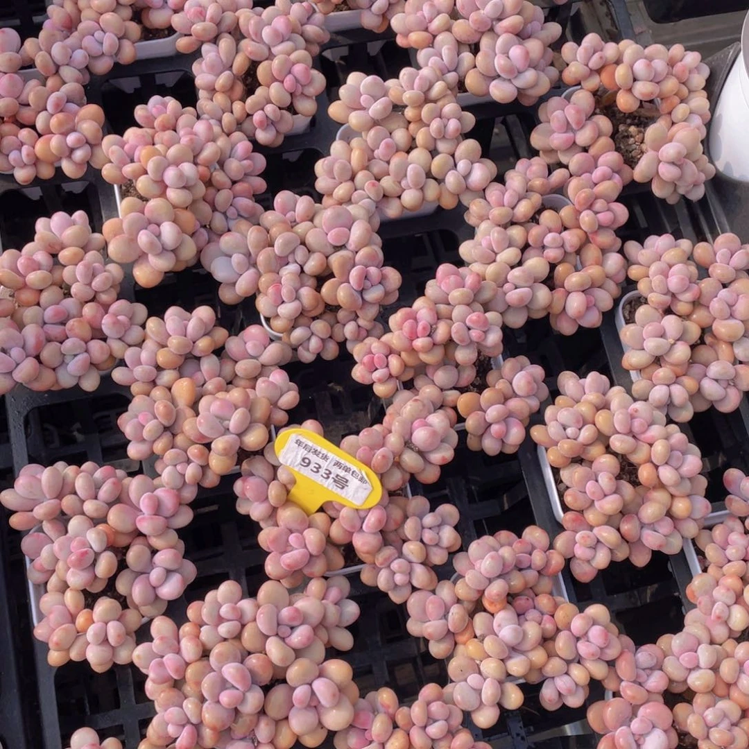 933号丸叶粉桃蛋组合八头起