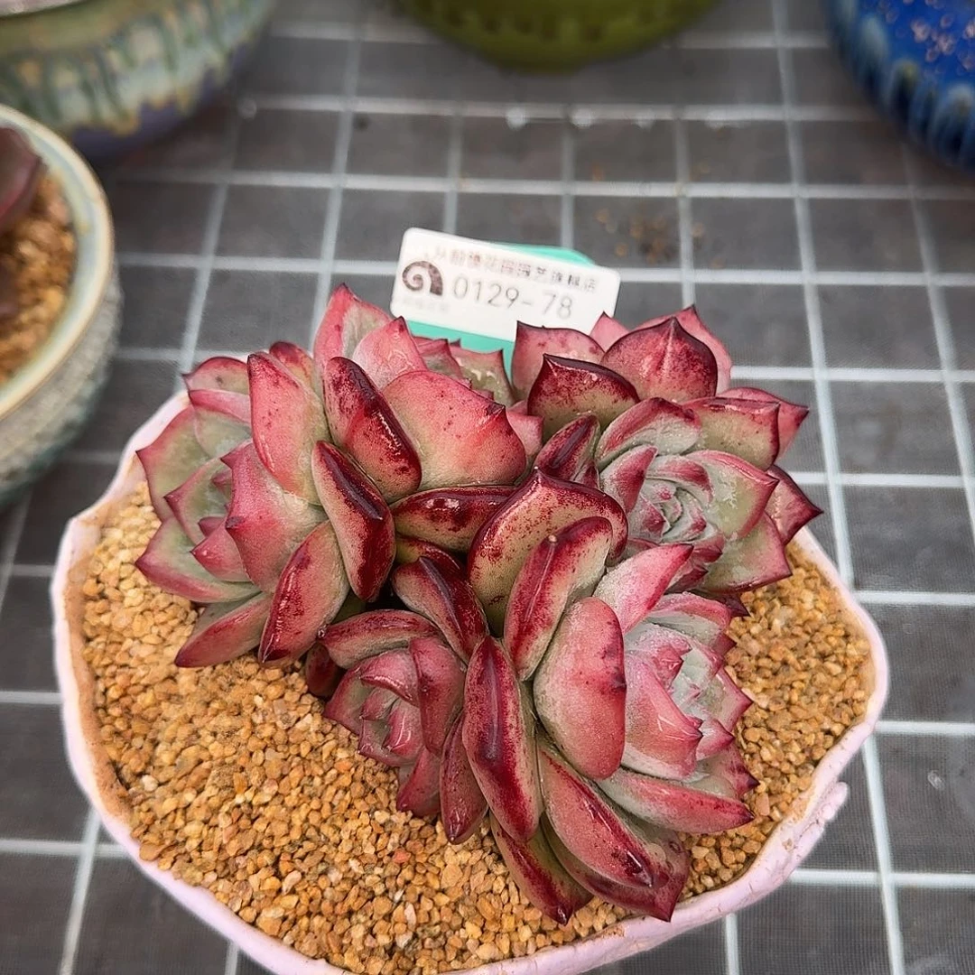 从前慢花园多肉0129-78