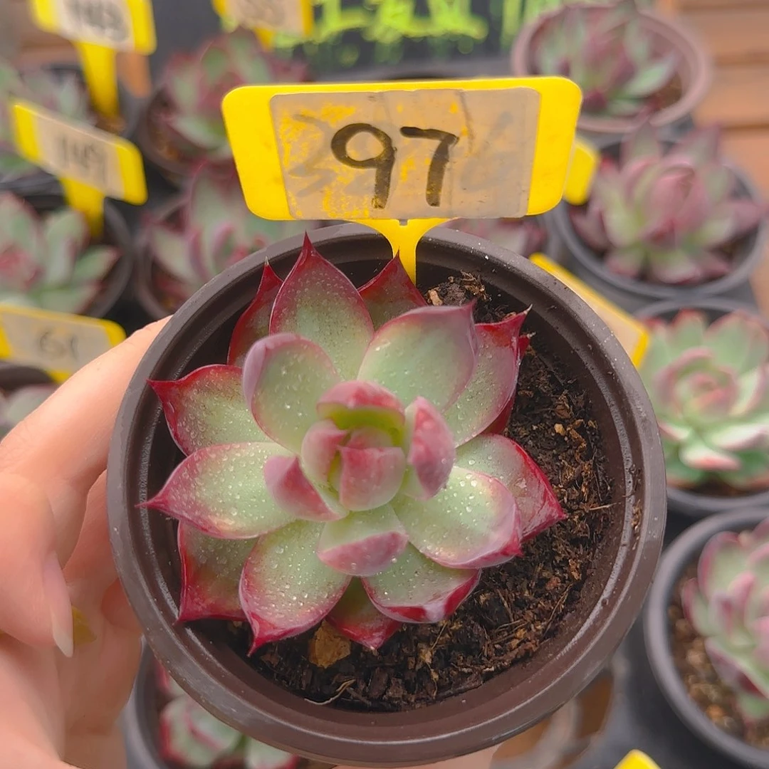 马*97 惊鸿单头多肉