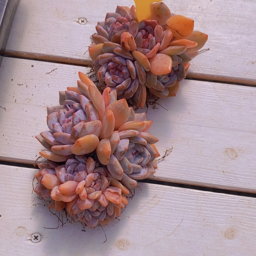 1114-18-精品母本石榴籽星影多头群一个