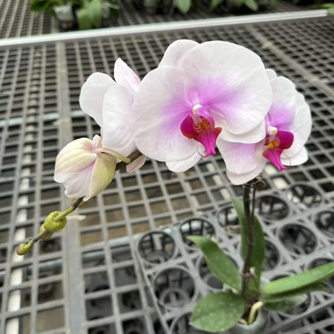 蝴蝶兰[笑开怀]昆明直发