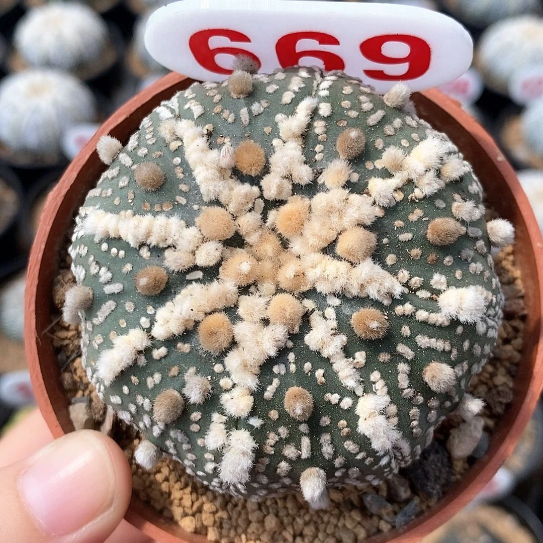 669花园兜系列产品