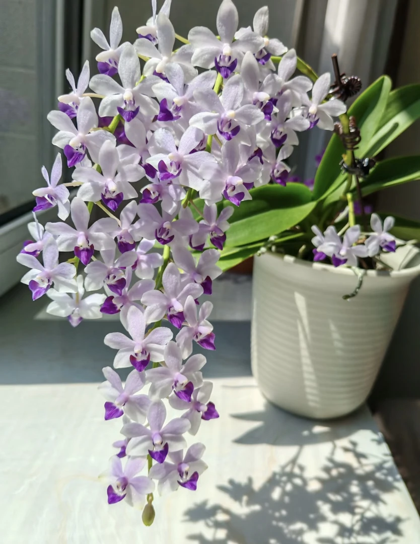 【小茴紫】蝴蝶兰小茴紫4.5寸出梗苗发货（老苗子，个别叶片微瑕）