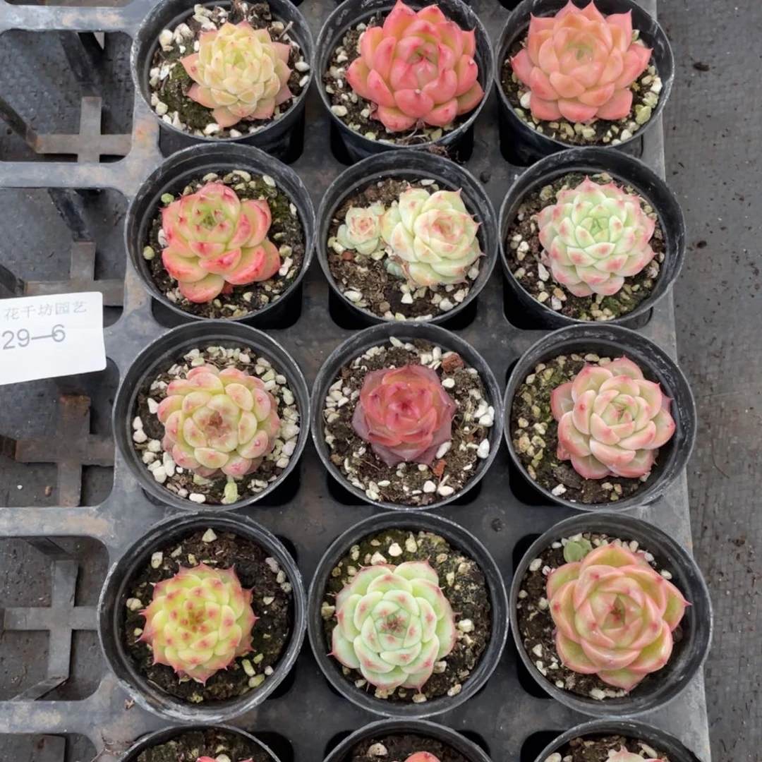 一物一拍18棵29-6