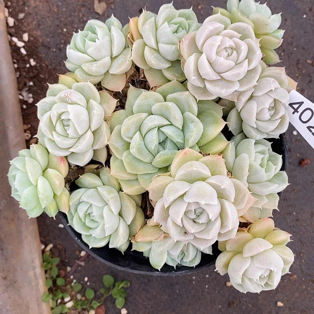 4027杂交老桩基地～13厘米