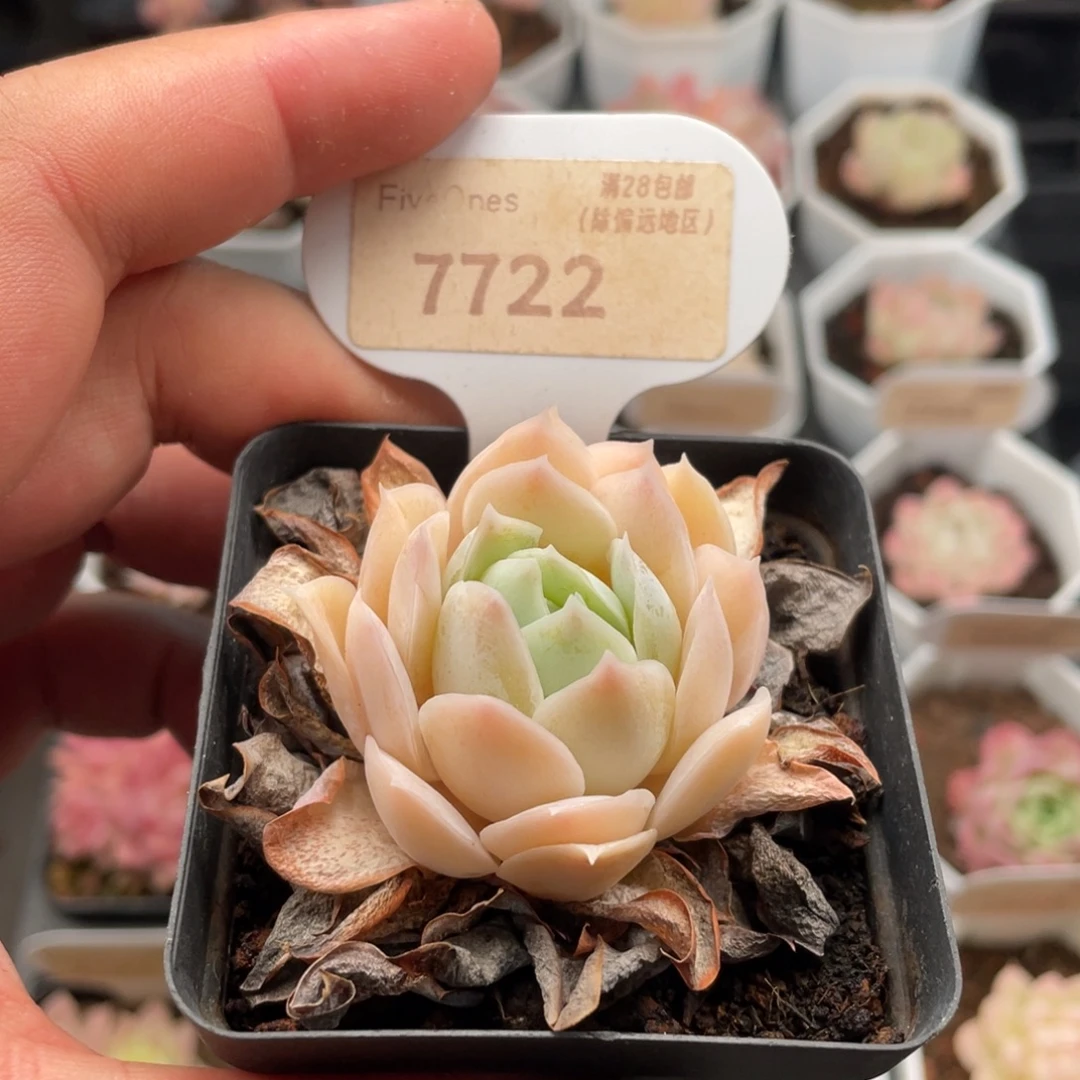 蓝丝绒7722-4.5厘米