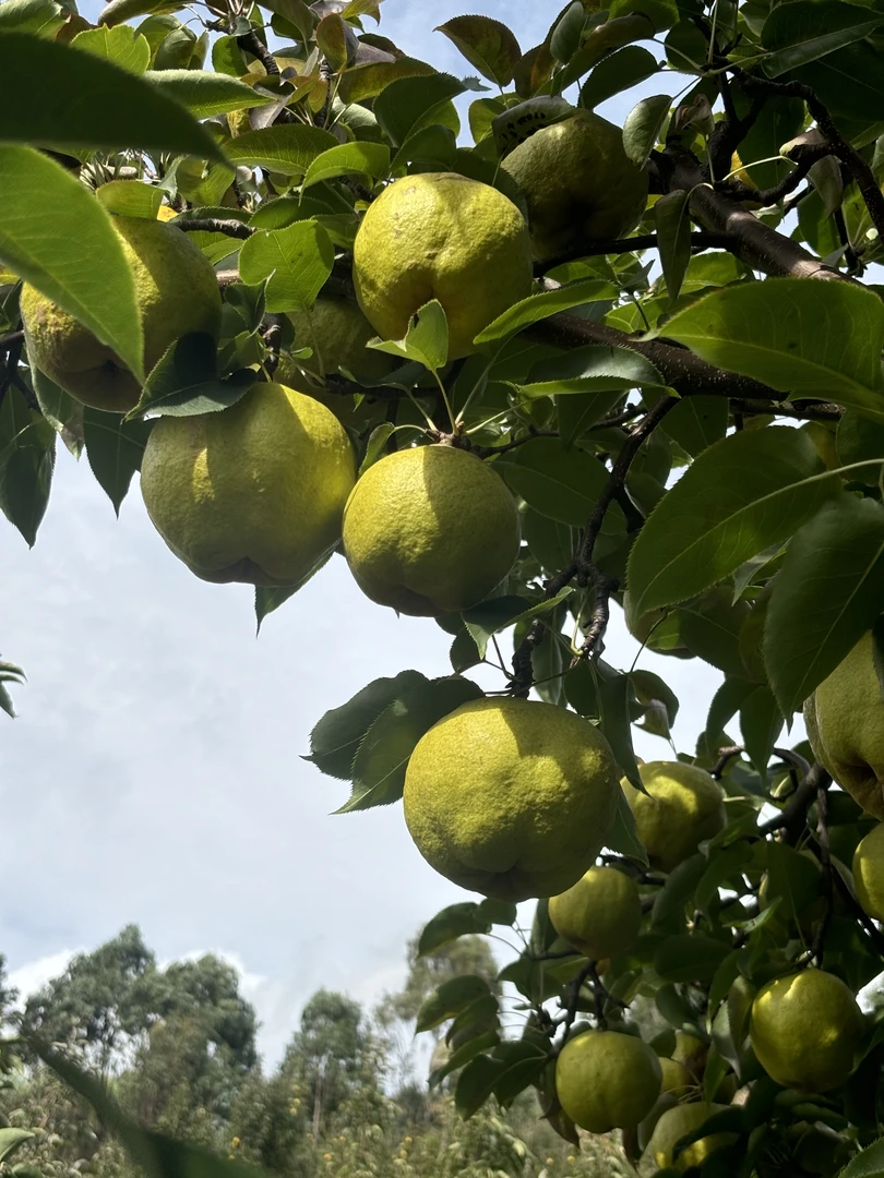 梨新鲜采摘老树果现摘现发