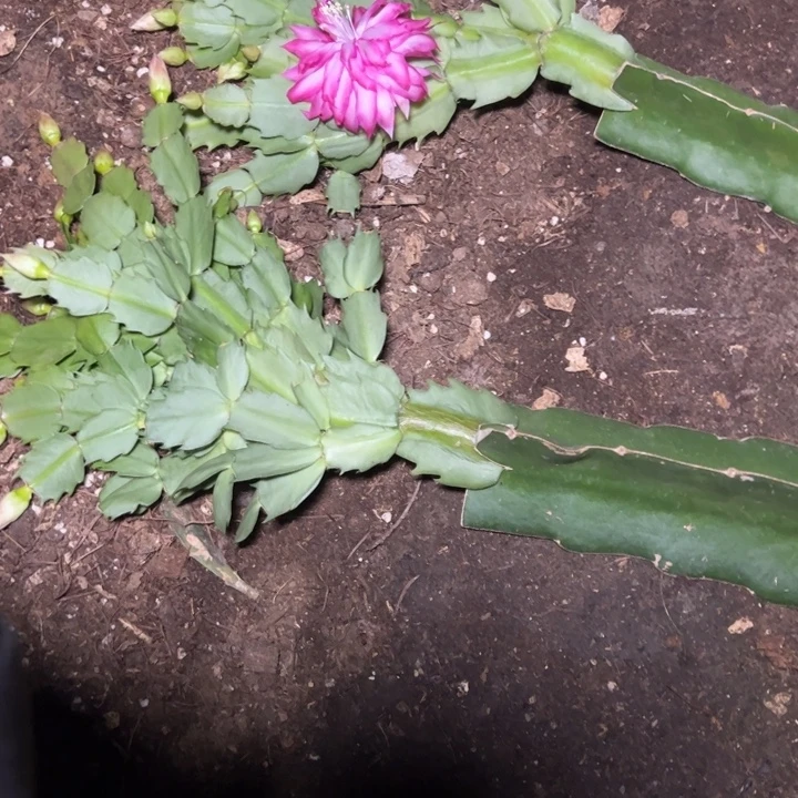 冬季之恋嫁接多叶片小苗一颗无售后