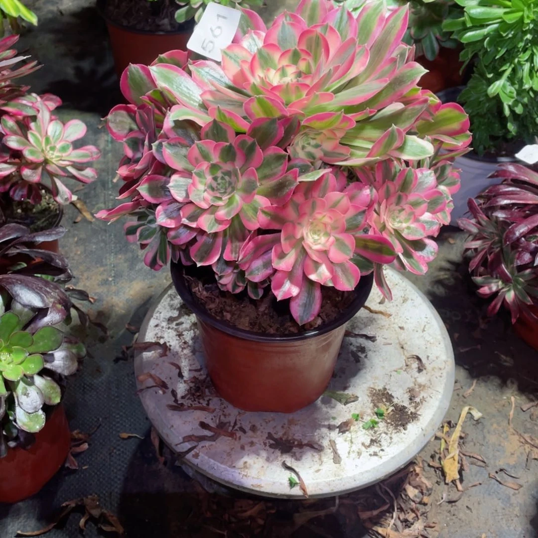 多肉植物粉女郎561