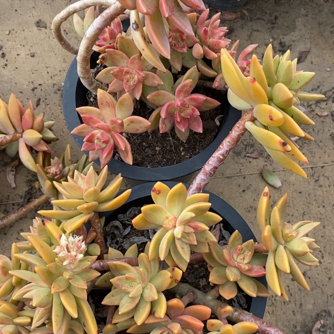 黄金布丁大盆整桩两盆