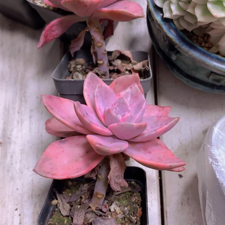 旭鹤锦单头脱土发货