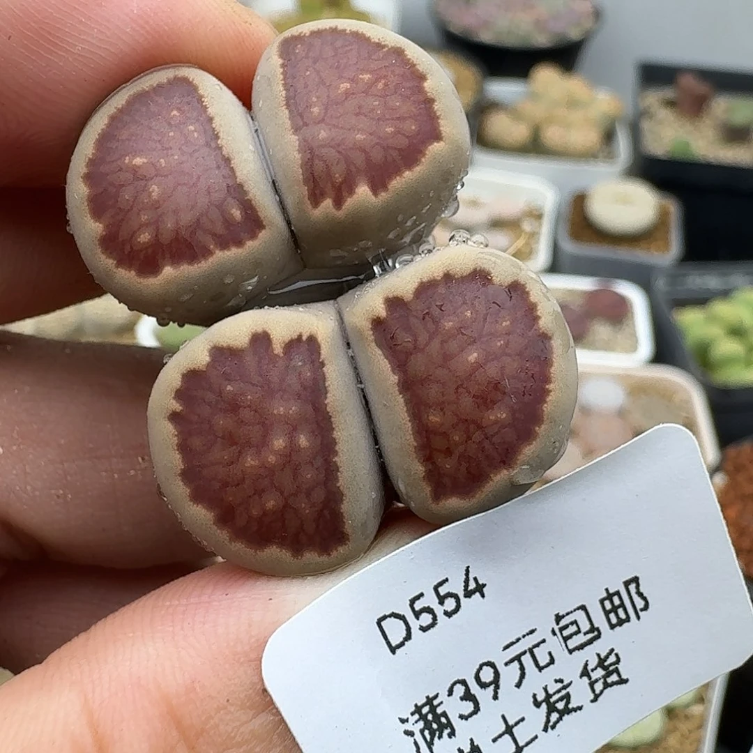 554多肉哈哈哈哈哈哈哈哈