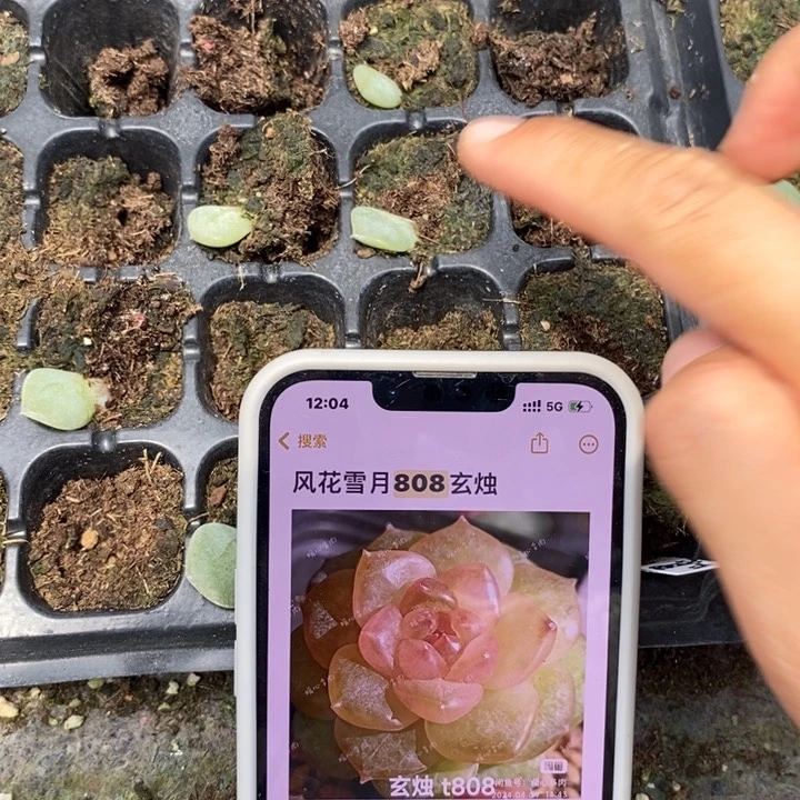 玄烛808芽苗一个多肉