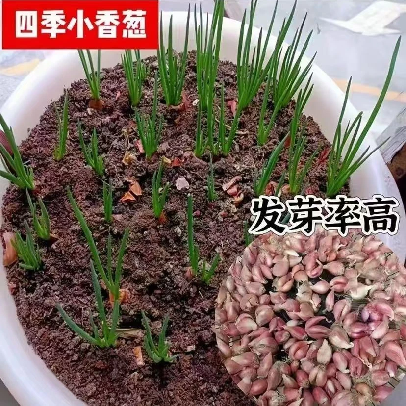 四季小香葱干红葱农家香葱头阳台院子火葱毛葱黄葱红葱头香葱头食