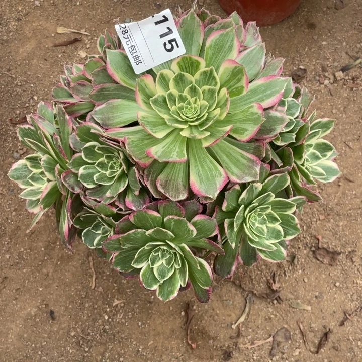 多肉水蜜桃法师115