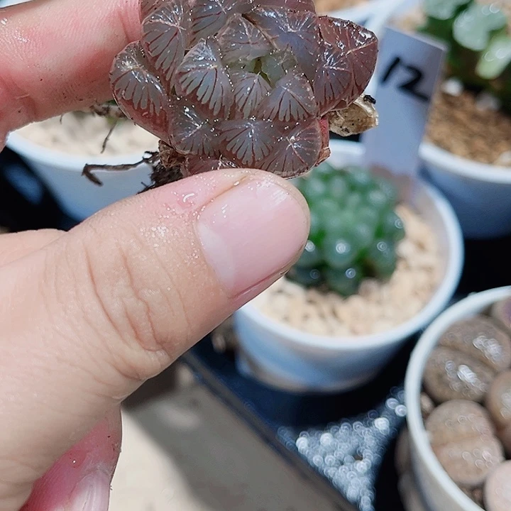 实生雨露新手好养