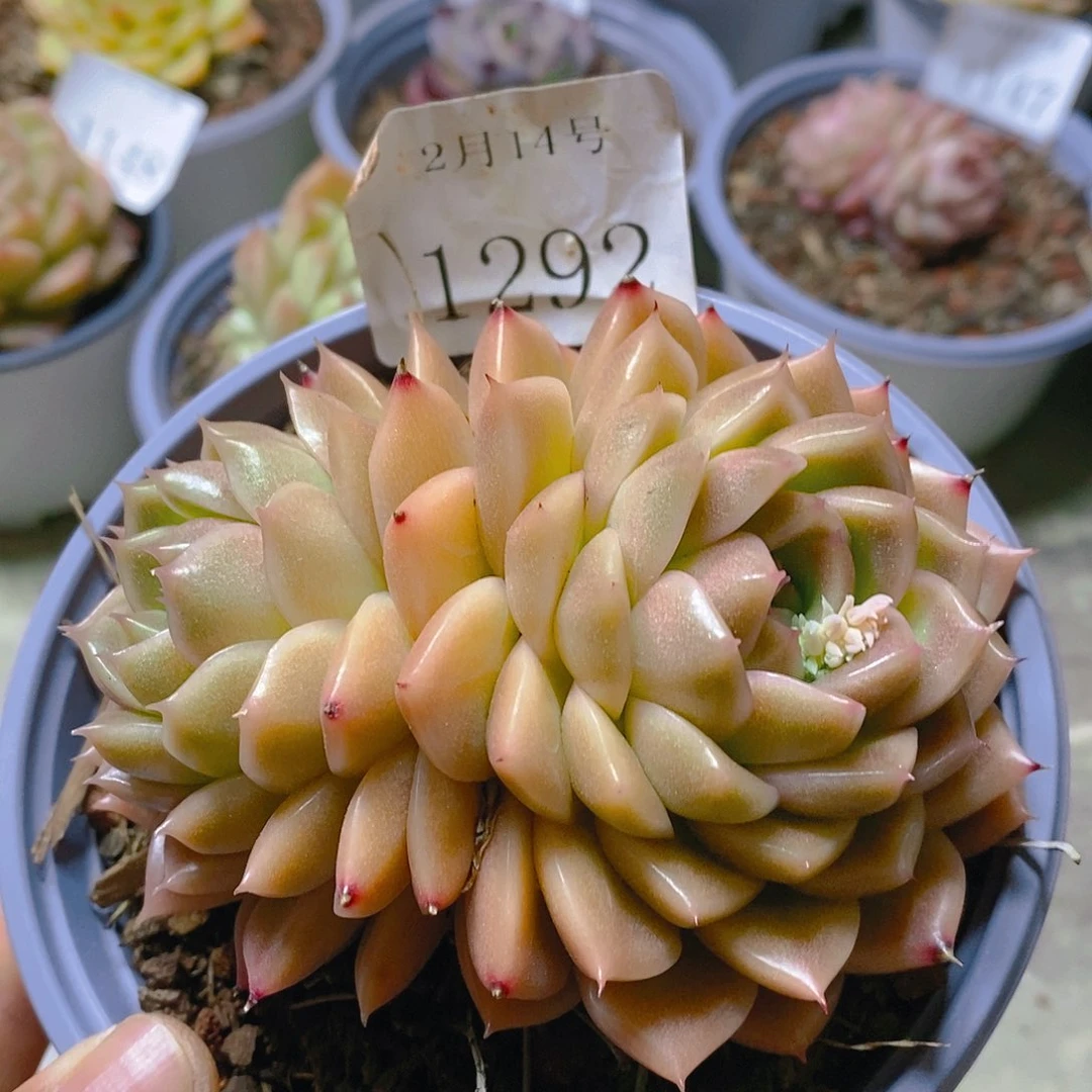 【闪购商品】云1292