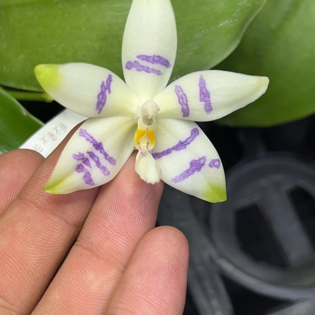 完全开放l169三寸柳林3715