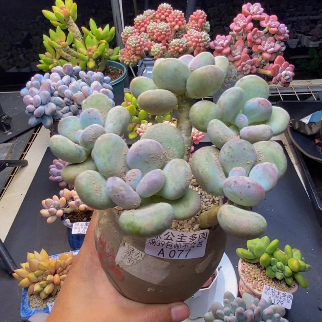 尛**凉077蛋黄奶多肉13c m