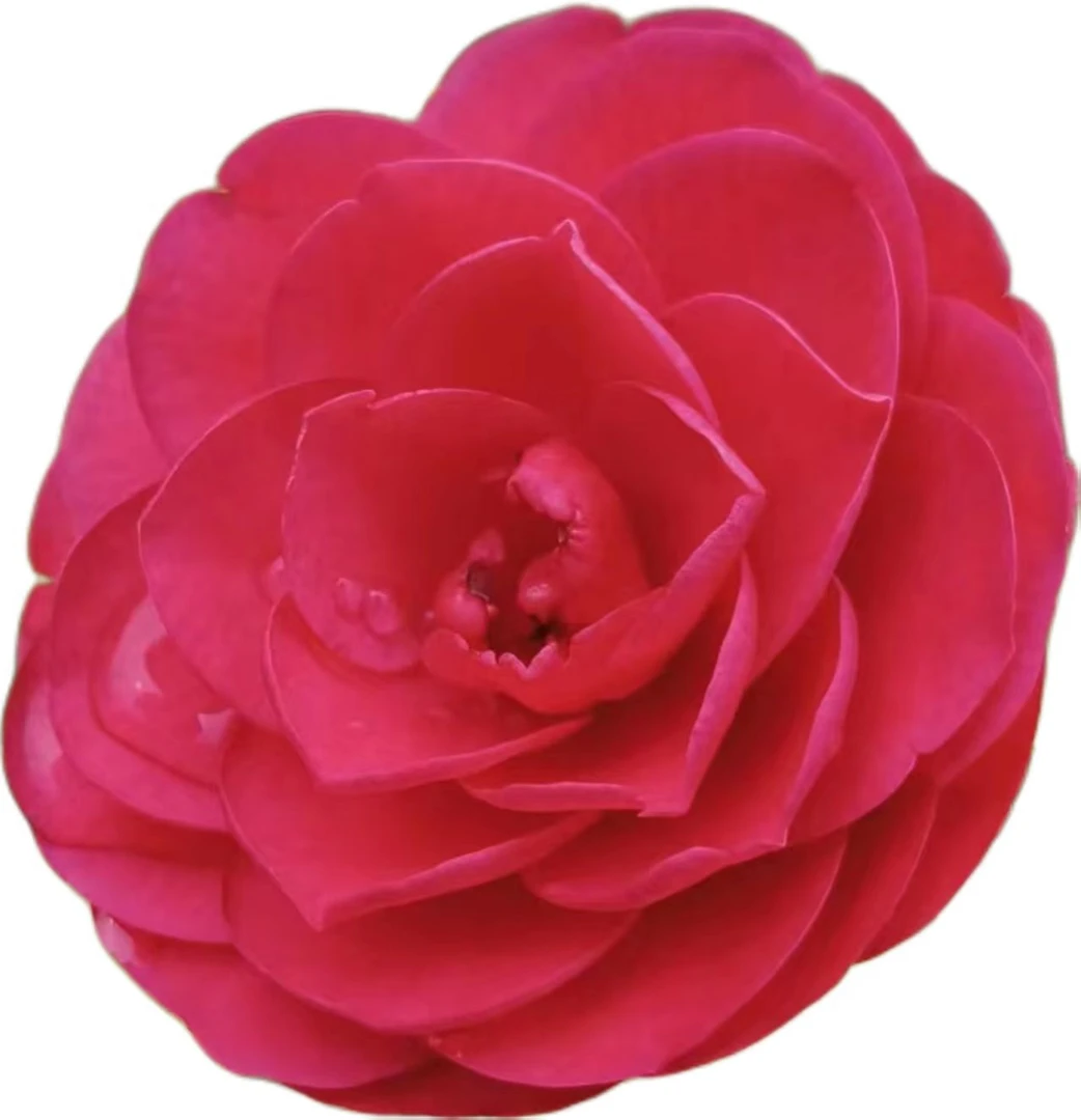 一物一拍山茶花花卉五色赤丹茶花盆栽茶花适合庭院阳台种植