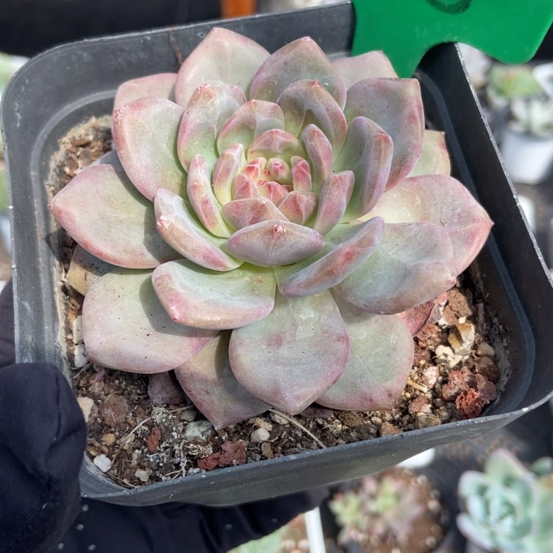 868爱丽儿多肉植物