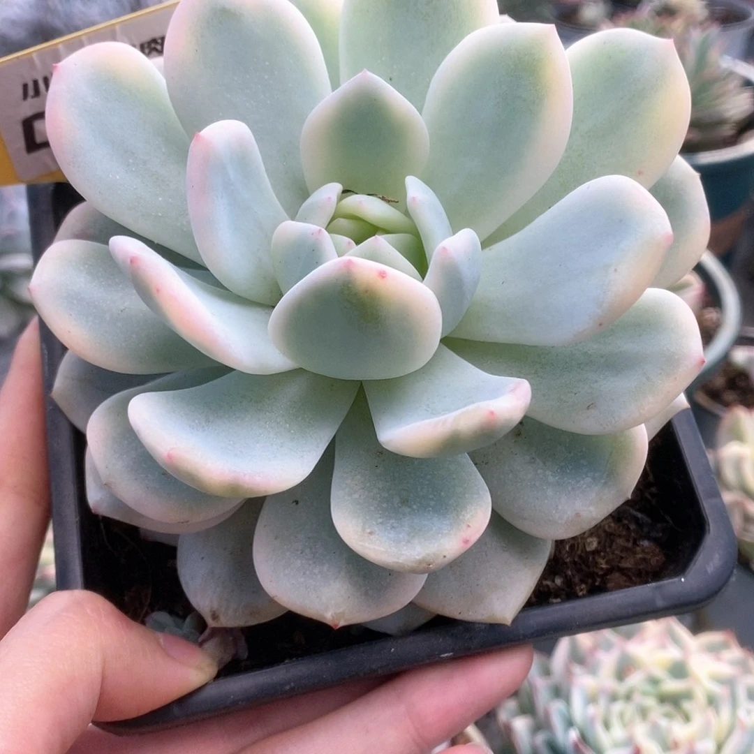 187梦露锦锦锦锦锦锦锦锦