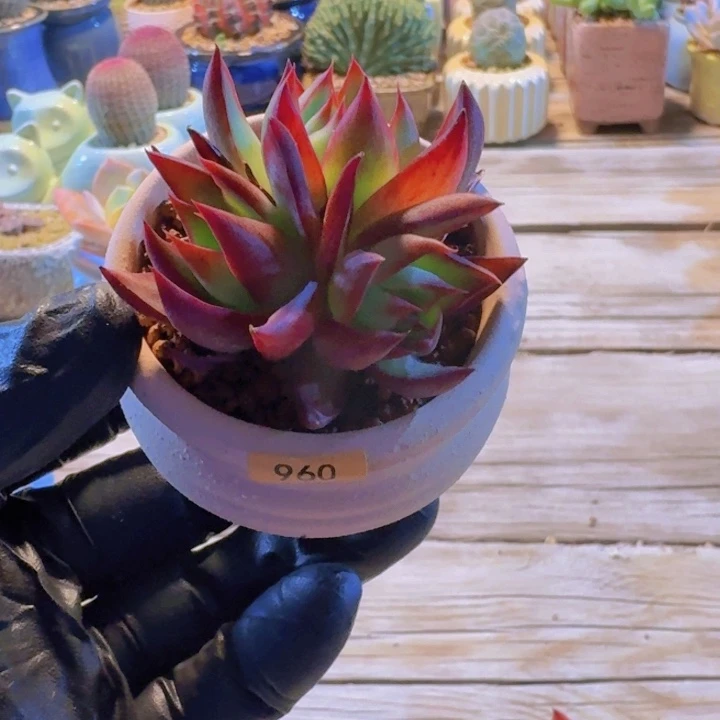 春***丁一物一拍编号960