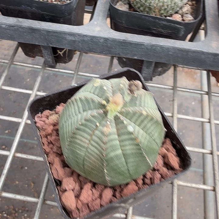 欧布单头球4仙人球